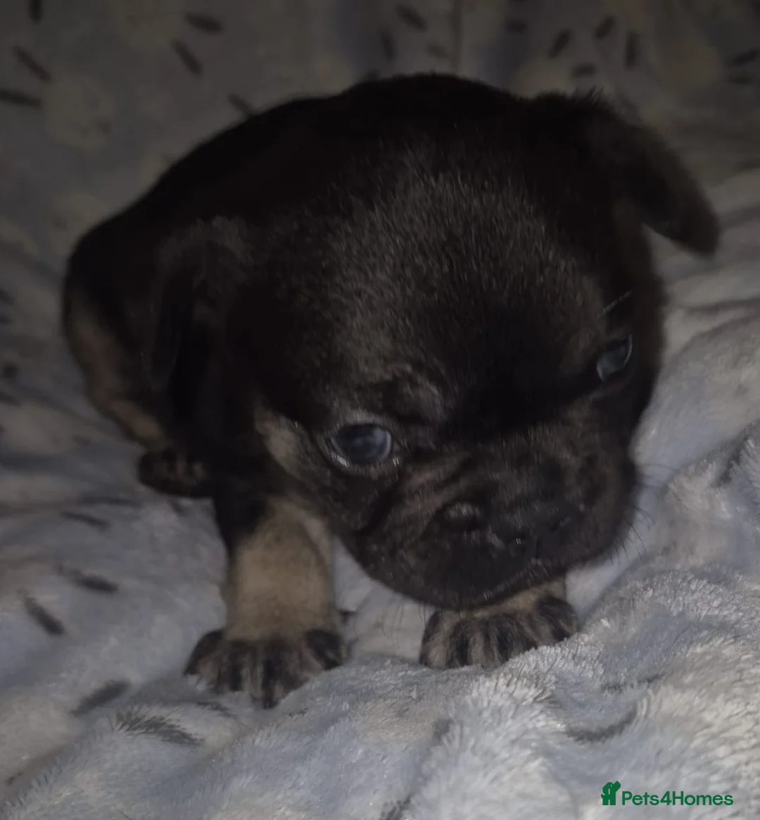 French Bulldog dogs for sale: French Bulldog Puppy For Sale  - Advert 3