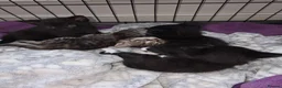 Russian Blue cats for sale: Russian tabys - Advert 11