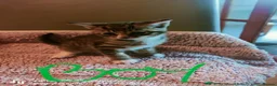 Mixed Breed cats for sale: Available two kittens  - Advert 3
