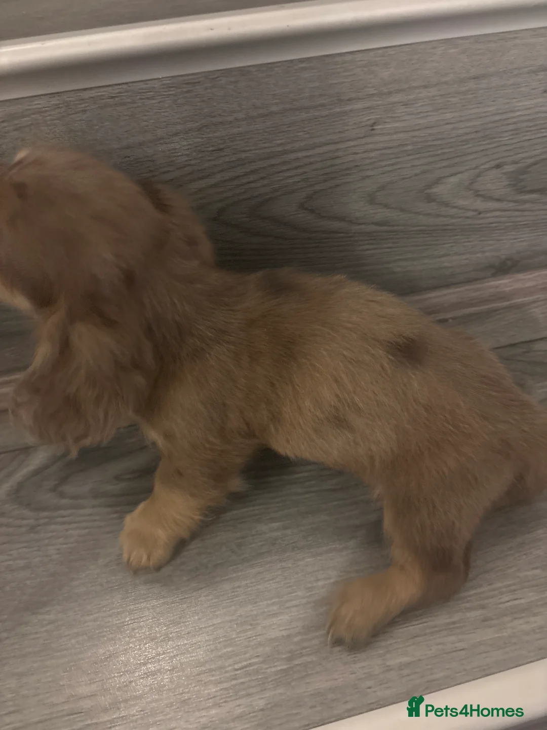 Miniature Dachshund dogs for sale: Long haired cream Puppies  - Advert 24
