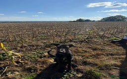 Lurcher dogs for sale: Lurcher pup - Image 2