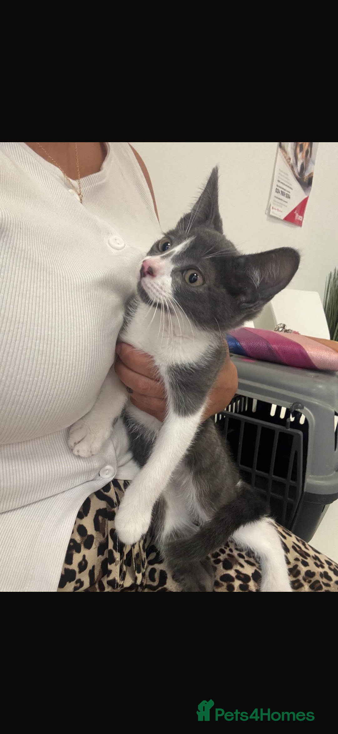 Mixed Breed cats for sale: Kit 6 months old  - Image 6