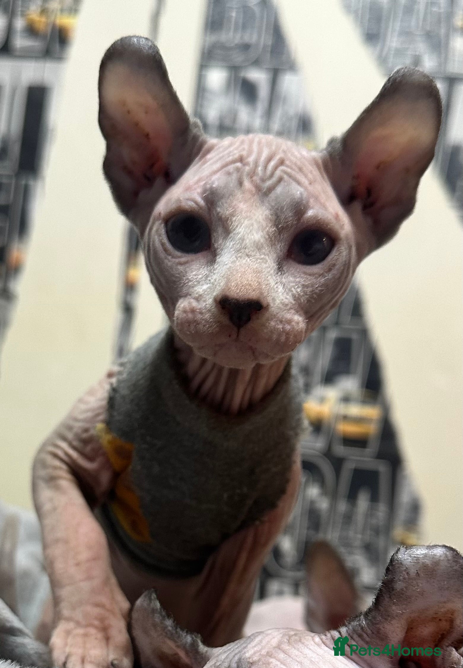 Sphynx cats 🐾Last male Sphynx Seeking Loving Home🐾  - Advert 6