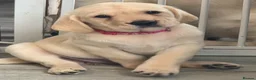Goldador dogs for sale: Adorable Goldadors waiting for new homes !! - Advert 14