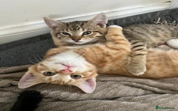 Mixed Breed cats for sale: Adorable Kittens - £150 (Reduced) - Image 1