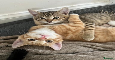Mixed Breed cats - Advert 5