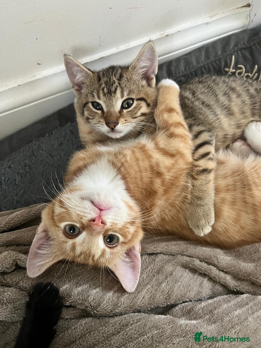 Mixed Breed cats for sale: Adorable Kittens - £150 (Reduced) - Image 1