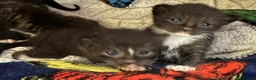Mixed Breed cats for sale: Sphynx cross kittens x6 - Advert 10