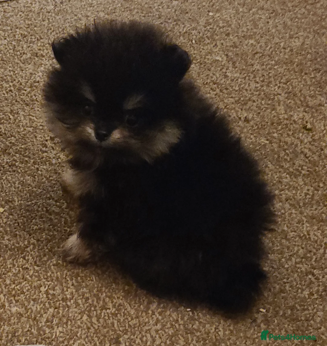 Pomeranian dogs for sale: Kc registered pomeranian puppies - Advert 1