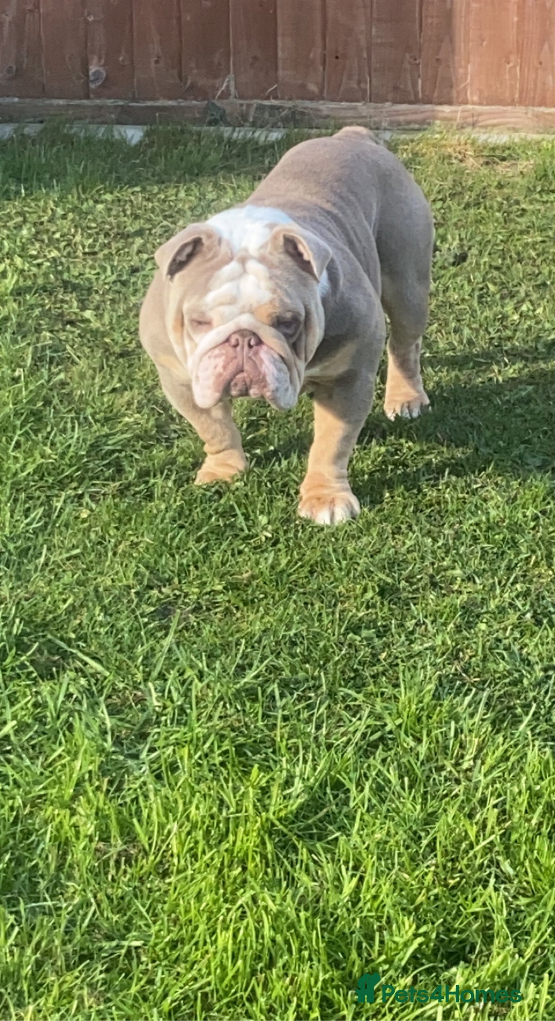 English Bulldog dogs for stud: English bulldog lilac and tan STUD ONLY‼️‼️NFS‼️‼️ in Rotherham - Advert 3