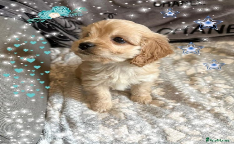 Cavapoo dogs - Advert 10