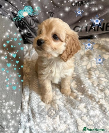 Cavapoo dogs - Advert 3