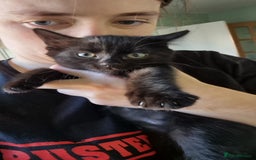 Domestic Shorthair cats for sale: Kittens - Image 10