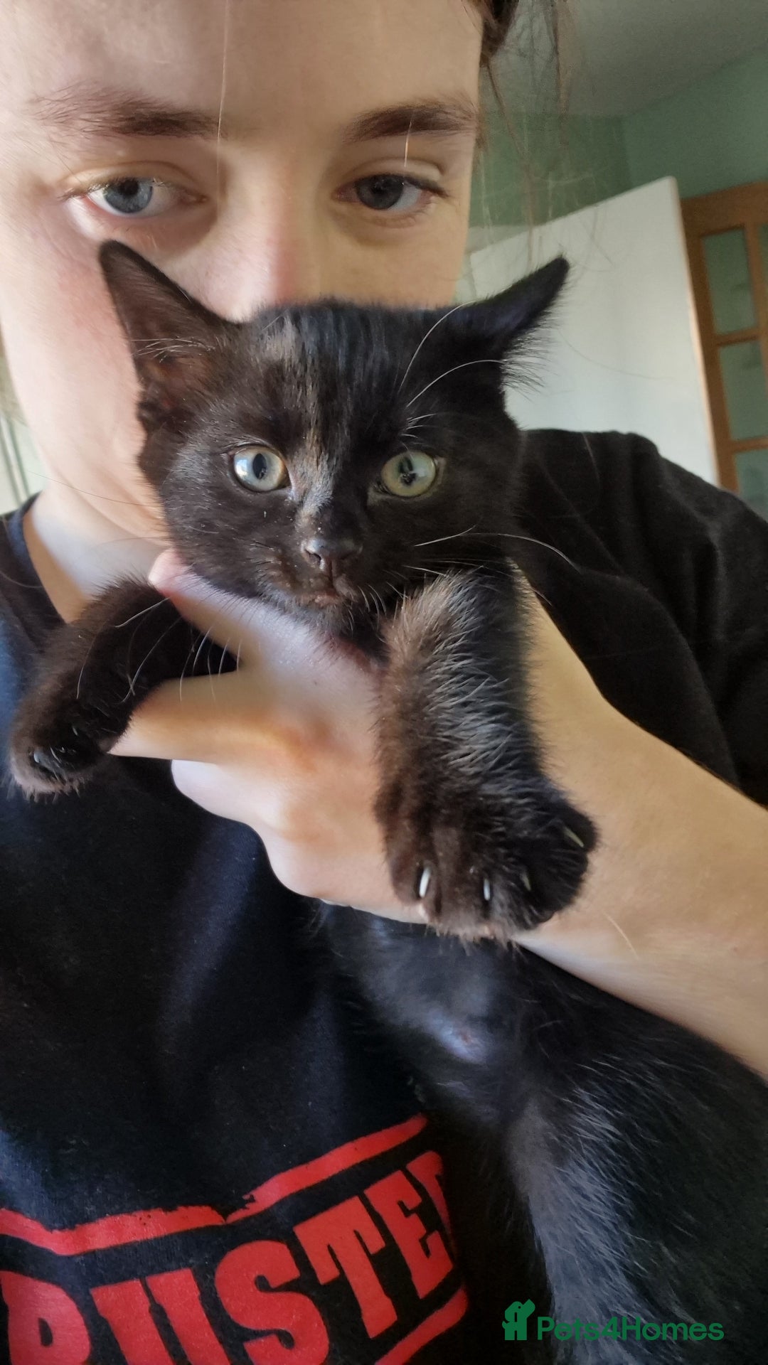 Domestic Shorthair cats for sale: Kittens - Image 10