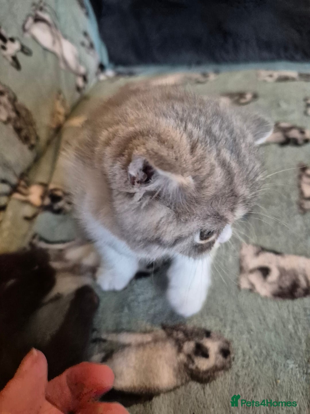 Selkirk Rex cats for sale: Pedigree selkirk rex girls non curly - Advert 34