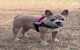 French Bulldog dogs for sale: Full ** French bulldog  - Image 7