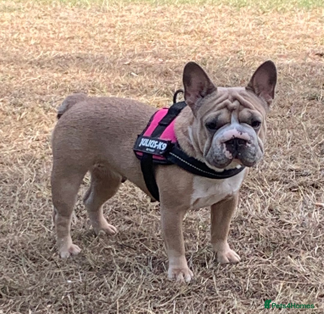 French Bulldog dogs for sale: Full ** French bulldog  - Image 7
