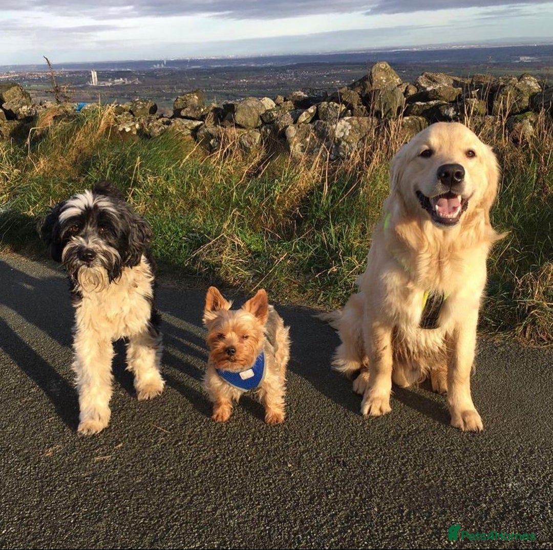 Golden Retriever dogs for stud: 5th Generation KC Registered TOO GOOD TO MISS STUD - Image 16