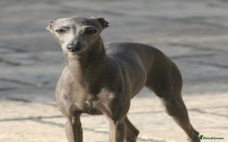 Italian Greyhound dogs for sale: Italian Greyhounds 5 Star Licensed Breeder - Image 6