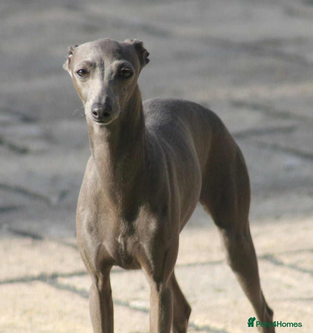Italian Greyhound dogs for sale: Italian Greyhounds 5 Star Licensed Breeder - Image 6
