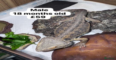 Bearded Dragon reptiles - Advert 11