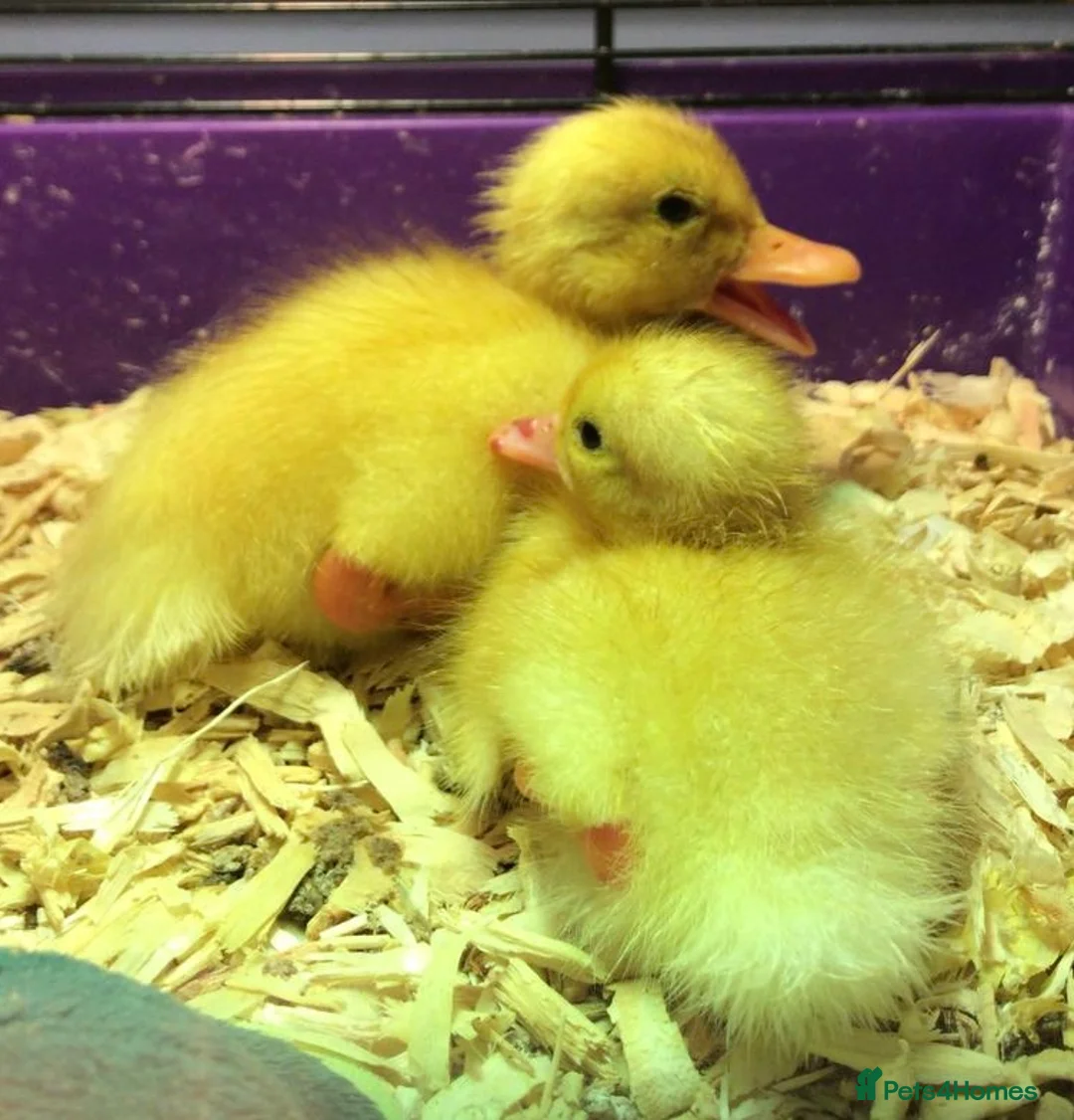 Ducks poultry for sale: Aylesbury Duck & Runner Ducklings & Hatching Eggs - Advert 2