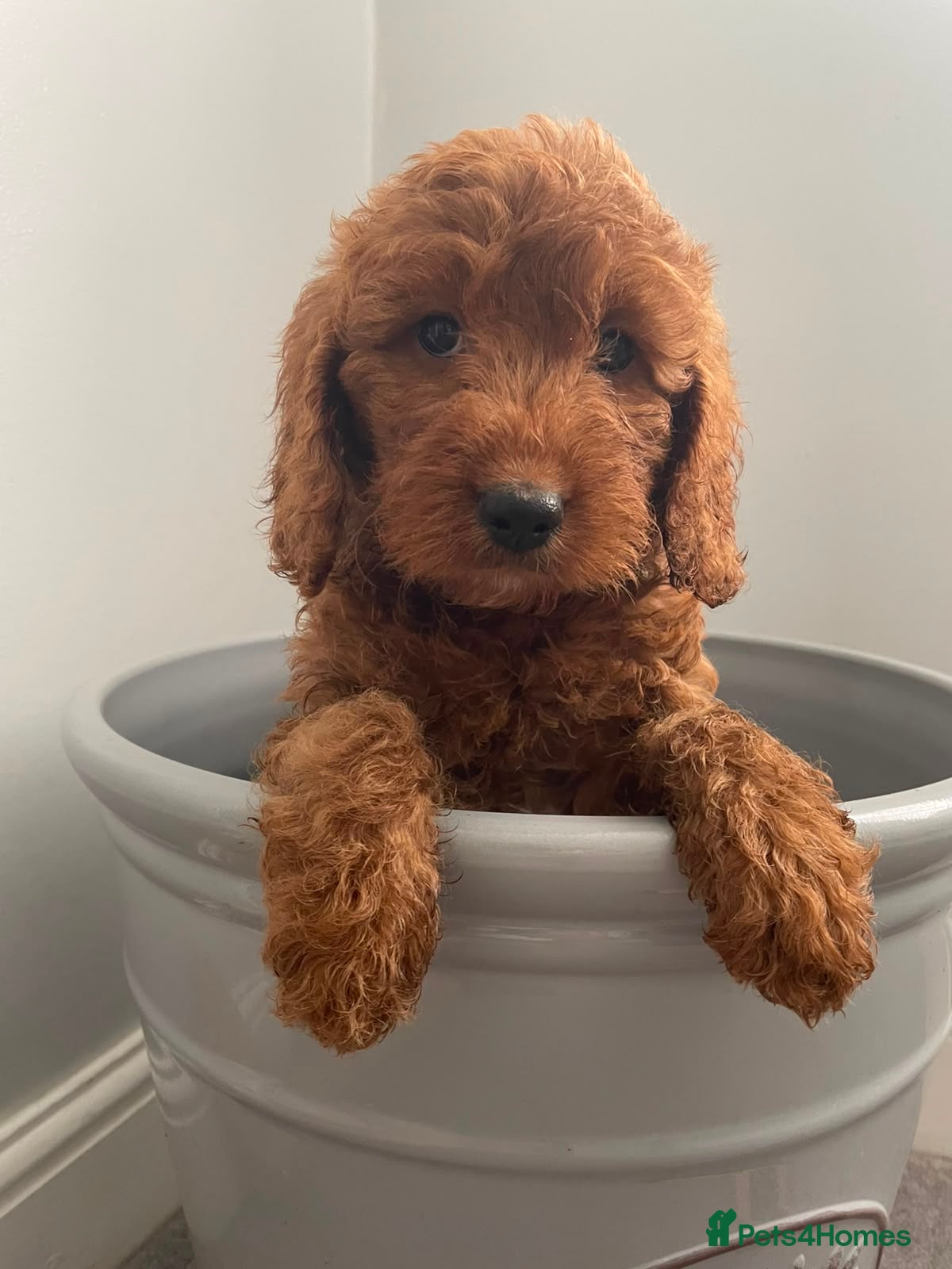 Cockapoo dogs STUNNING HEALTH CLEAR COCKAPOO PUPPIES  - Advert 15