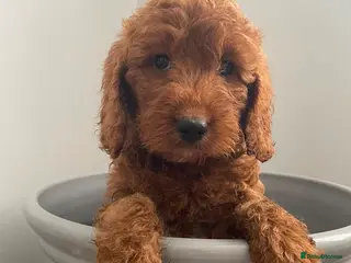 Cockapoo dogs STUNNING HEALTH CLEAR COCKAPOO PUPPIES - Advert 15