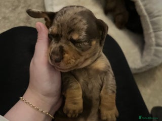 Miniature Dachshund dogs Beautiful Miniature dachshunds🐶🤎 - Advert 18