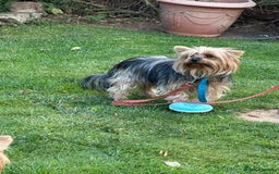 Yorkshire Terrier dogs for sale: Emma  - Image 4
