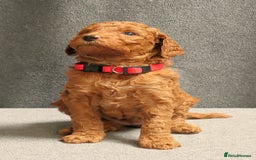Mixed Breed dogs for sale: FULLY HEALTH TESTED FOX RED MINIATURE COCKAPOOS  - Image 31