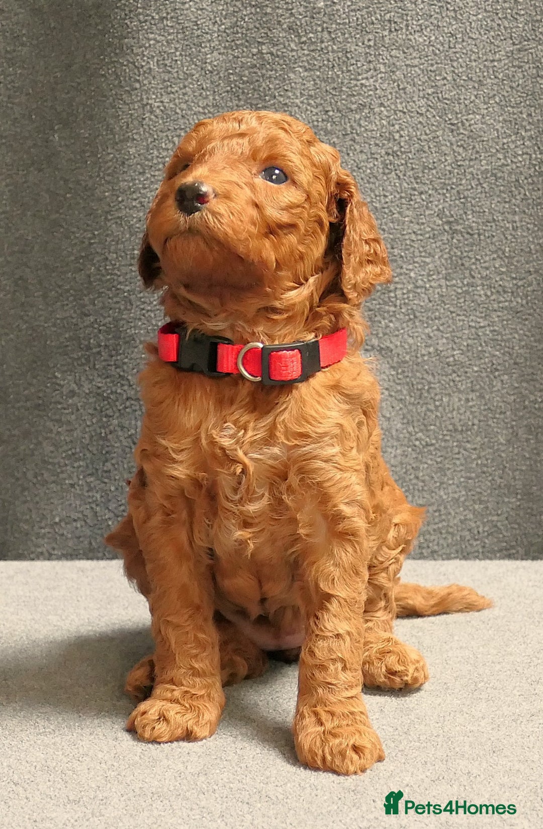 Mixed Breed dogs for sale: FULLY HEALTH TESTED FOX RED MINIATURE COCKAPOOS  - Image 31