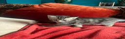 Pixie Bob cats for sale: Pixie Bob kittens - Polydactyl and non polydactyl - Advert 2