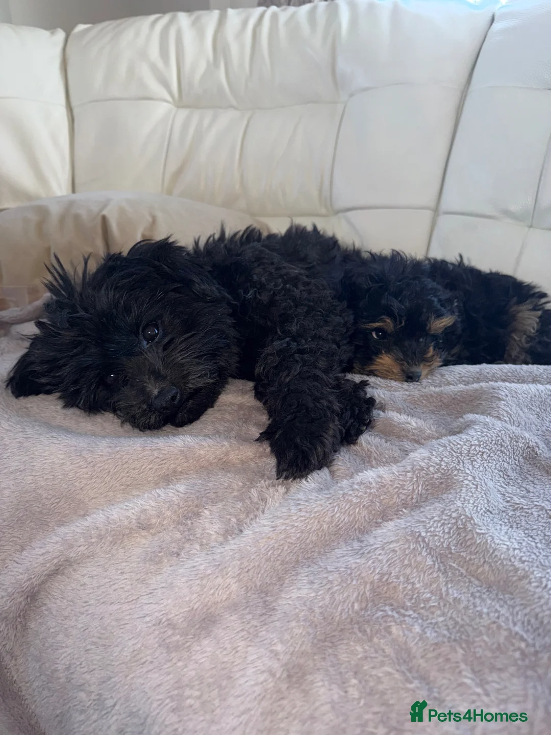 Pomapoo dogs for sale: 10 week old female pomapoo - Advert 1