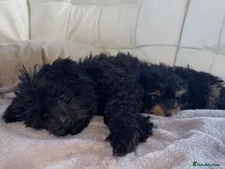 Pomapoo dogs 10 week old female pomapoo - Advert 7