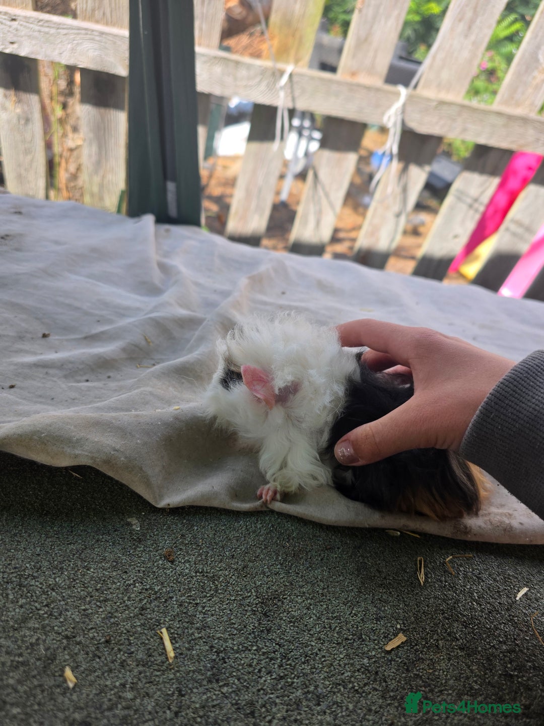 Guinea Pig rodents for sale: Guinea pigs  - Image 2