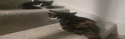 Mixed Breed cats for sale: 6 loving kittens looking for Forever homes  - Advert 9