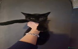 Mixed Breed cats for sale: mix Bengal and Norweign Forrest Kittens - Advert 9