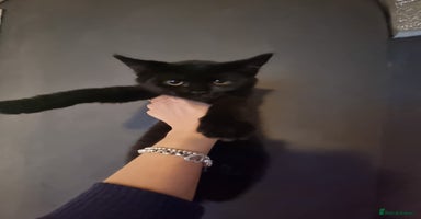 Mixed Breed cats - Advert 11