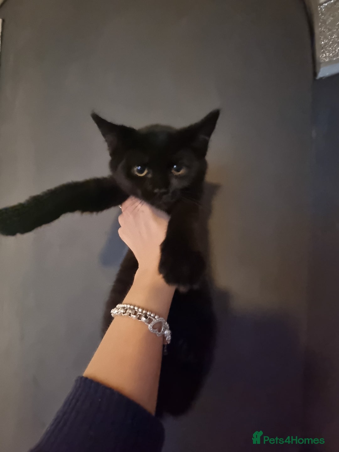 Mixed Breed cats for sale: mix Bengal and Norweign Forrest Kittens - Advert 9