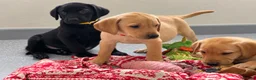 Labrador Retriever dogs for sale: Beautiful KC Labrador Pups Ready To Leave - Advert 26