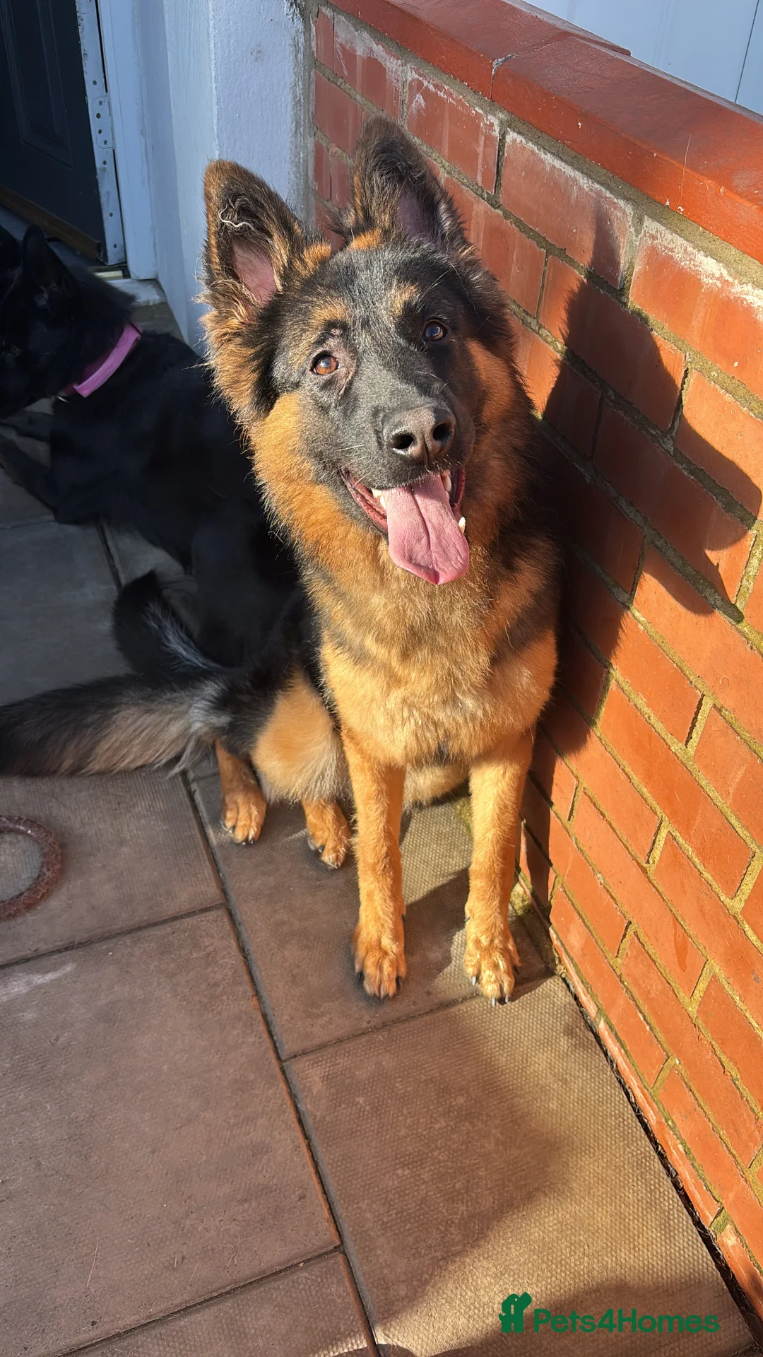 German Shepherd dogs for sale: 8 month old German shepherd female  - Advert 6