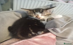 Mixed Breed cats for sale: From Our Loving Home to Yours - Image 5