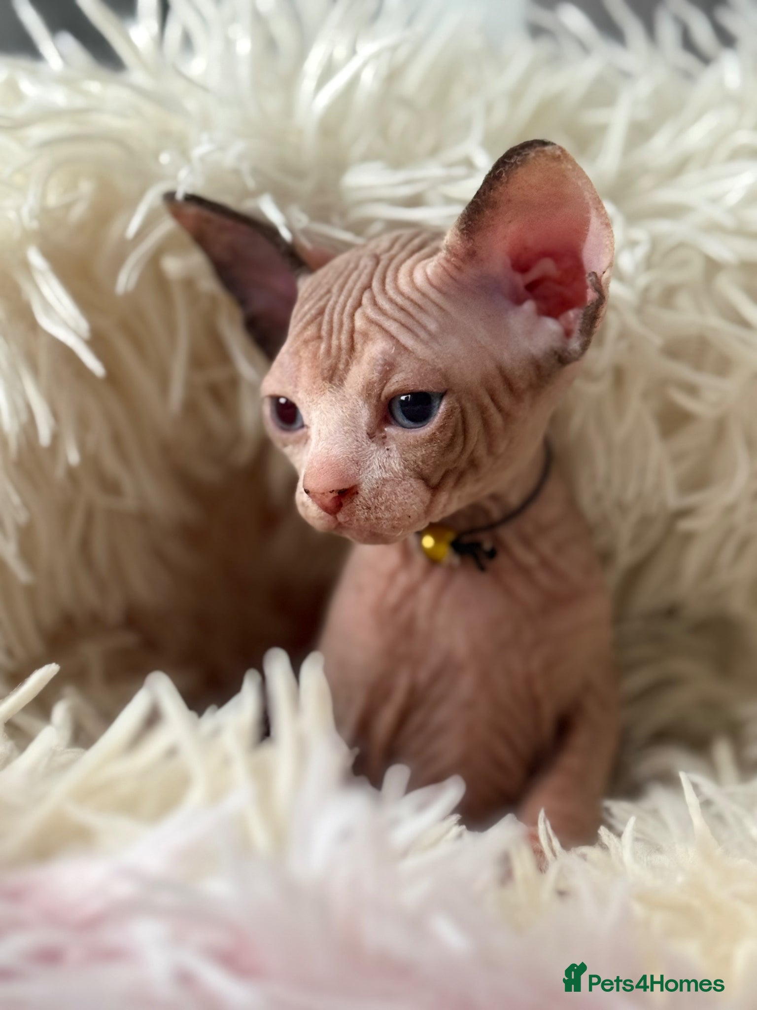 Sphynx cats Only one pretty female left ♥️ - Advert 3