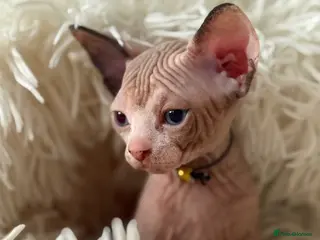 Sphynx cats Only one pretty female left ♥️ - Advert 3