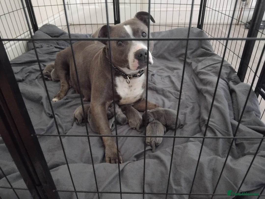 Staffordshire Bull Terrier dogs for sale: Blue male staff puppies  - Image 15