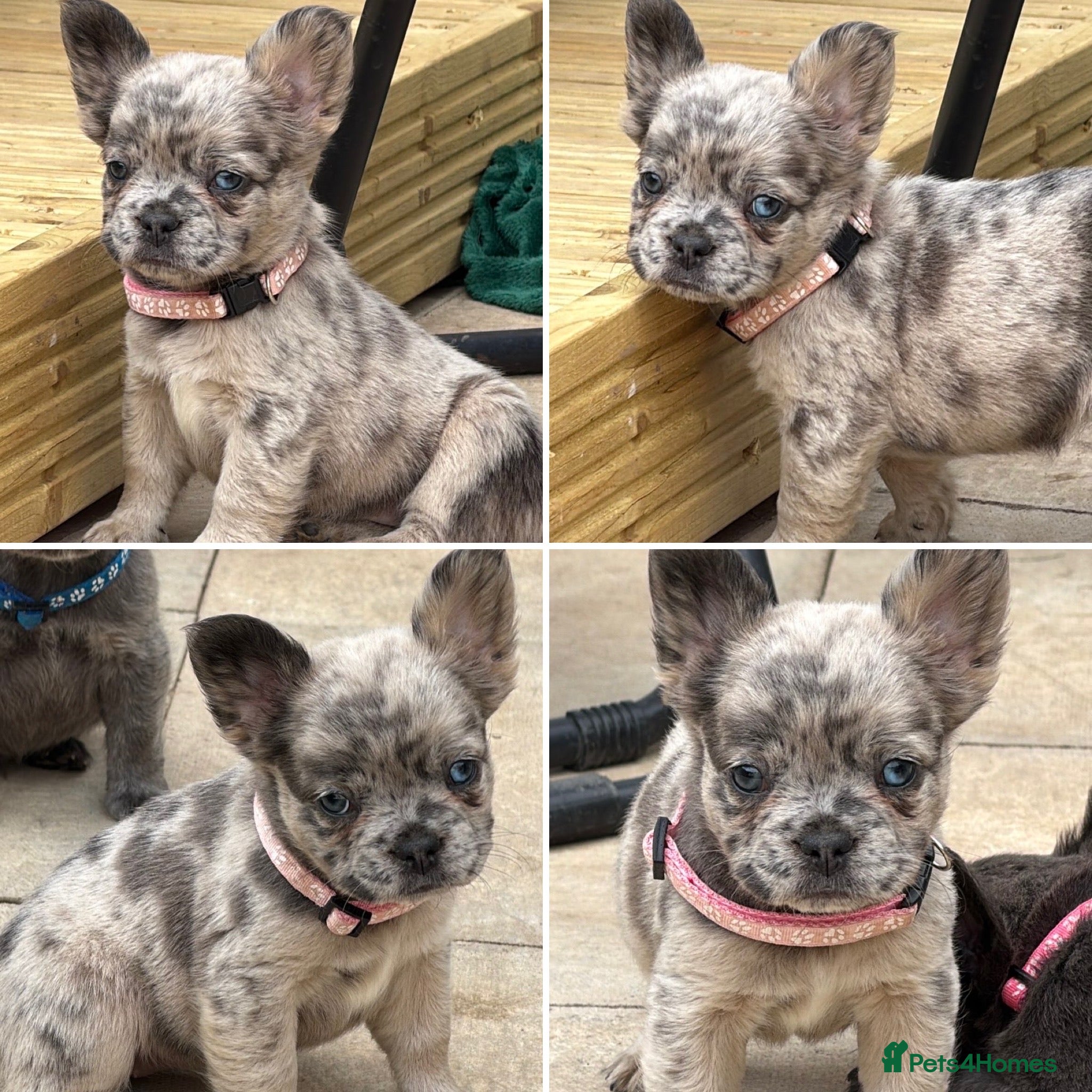 French Bulldog dogs Long-haired French bulldogs 🫶🏽 - Advert 1