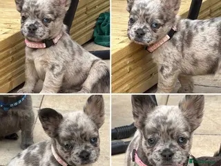 French Bulldog dogs Reduced 🫶🏽 DwKC French bulldogs - Advert 1