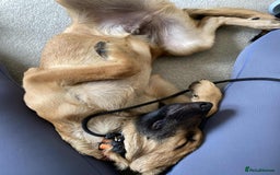 Mixed Breed dogs for adoption: Arnie is looking for the best home  - Image 4
