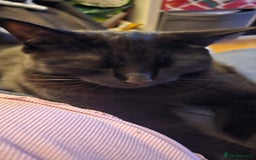 British Shorthair cats for sale: Rehoming needed for 18 month old boy. - Image 3